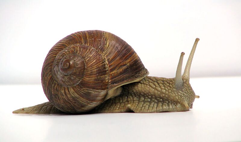 Datei:Grapevinesnail 01.jpg