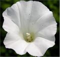 Blüte specific_rights_text BaseEntity.specific_rights_text © Andrea Moro 500×500px Resource<br/>├ ResourceVariant<br/>│ └ RV_Enum.code: best_quality<br/>└ ResourceVariant<br/>  └ RV_Enum.code: tiny_sample https://www.bayernflora.de/images/thumb/6/6a/Dryades_TSB12515.jpg/500px-Dryades_TSB12515.jpg 75×75px Resource<br/>├ ResourceVariant<br/>│ └ RV_Enum.code: best_quality<br/>└ ResourceVariant<br/>  └ RV_Enum.code: tiny_sample https://www.bayernflora.de/images/thumb/6/6a/Dryades_TSB12515.jpg/75px-Dryades_TSB12515.jpg