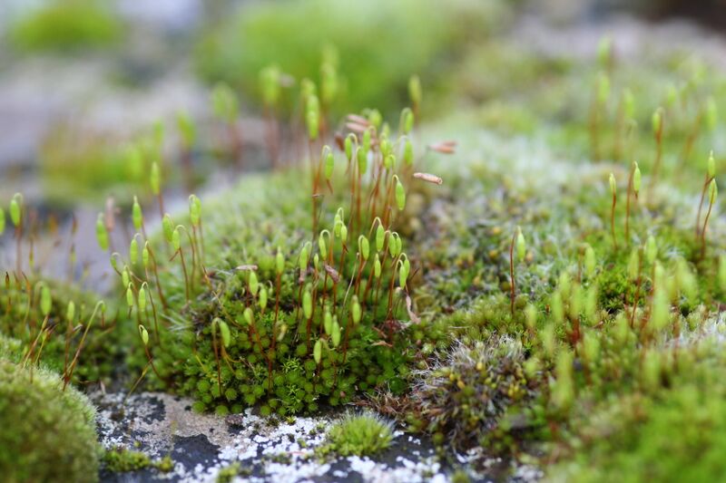 Datei:Mosses on a tombstone.jpg
