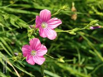 Linum viscosum L.
