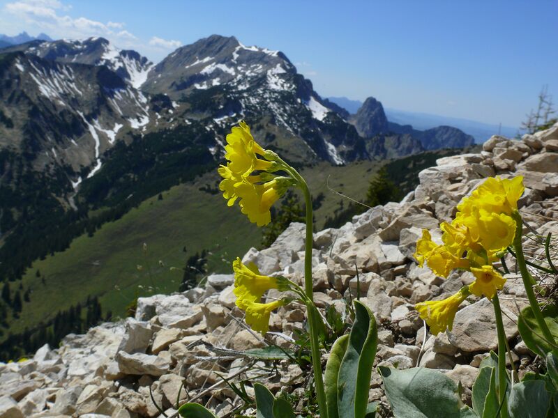 Datei:Primula auricula Ammergebirge AF.jpg