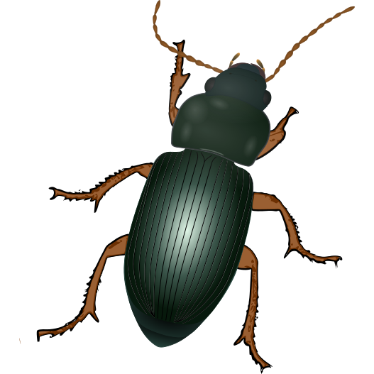 Datei:Carabidae.svg