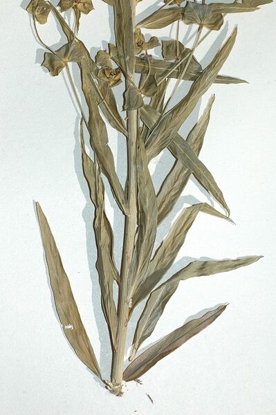Datei:Euphorbia-virgata Meierott-3 BIB.jpg