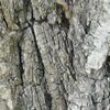 Puzzel zur Zwerg-Ulme