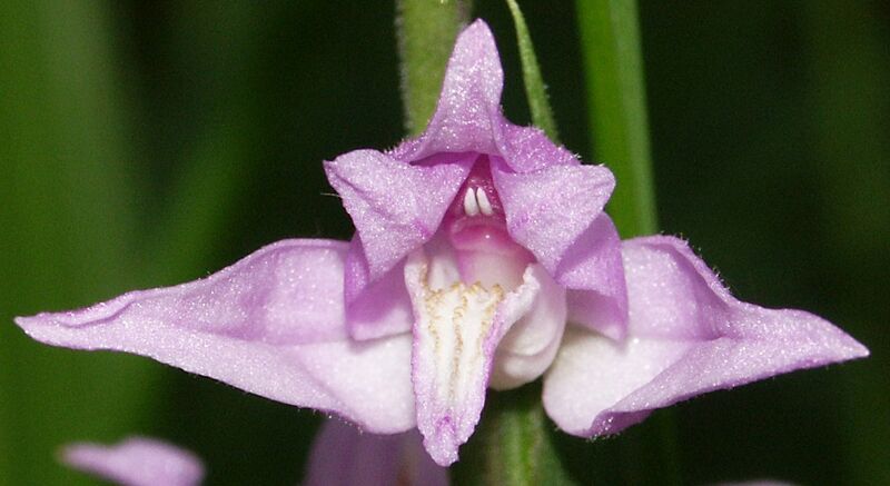 Datei:Cephalanthera rubra flower 150604 zugeschnitten.jpg