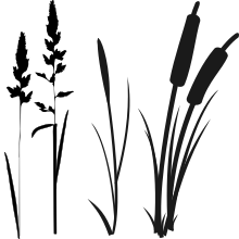 Datei:Grasslike plants.svg