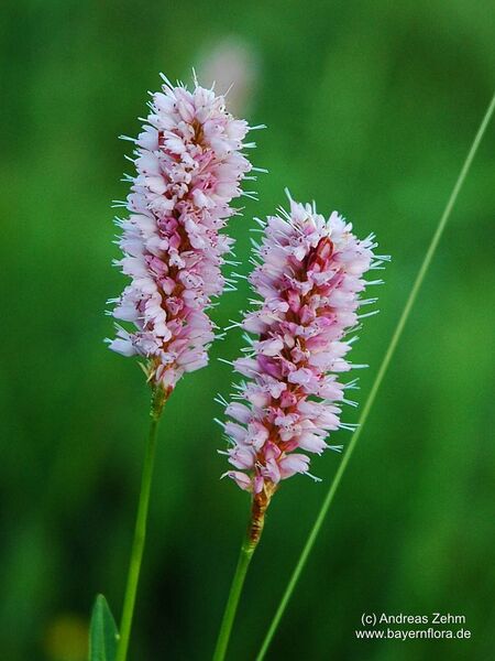 Datei:Bistorta-officinalis Zehm BIB.jpg