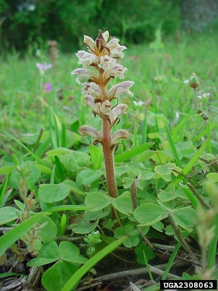 Datei:Orobanche minor IPM2308063.jpg