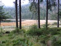 Großer Arbersee, Schwingrasen