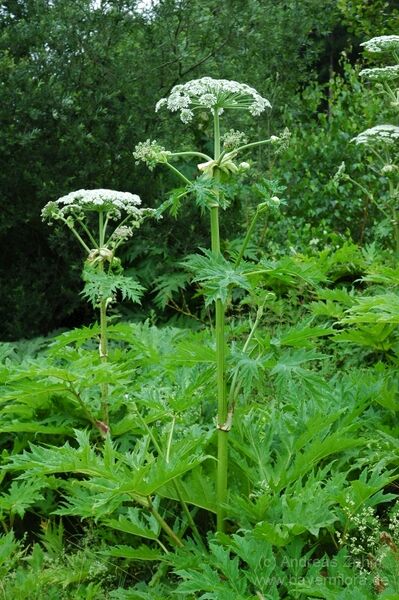 Datei:Heracleum mantegazzianumBFL-ZEHM-00509 20070628 070054.jpg