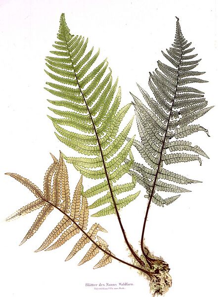 Datei:Nature print, Alois Auer .jpg