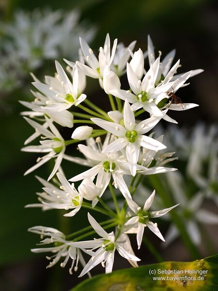 Datei:Allium-ursinum-ursinum Hollinger-2 BIB.jpg