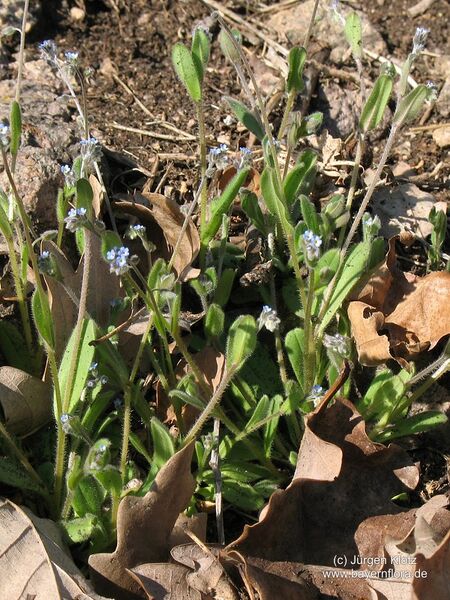 Datei:BFL Myosotis ramosissima Klotz.jpg