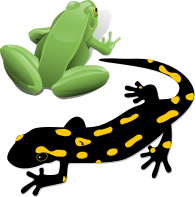 Datei:Amphibia logo.svg