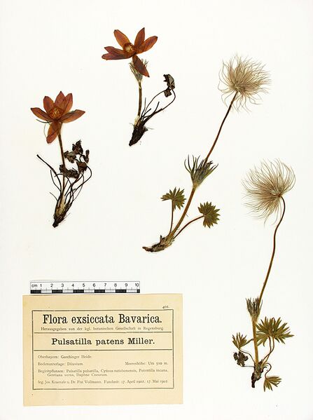 Datei:Pulsatilla patens flora.jpg