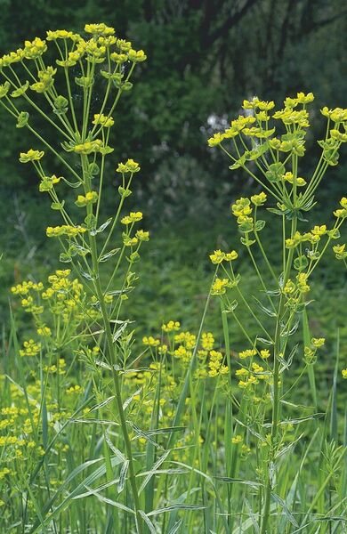 Datei:Euphorbia-saratoi Meierott-2 BIB.jpg
