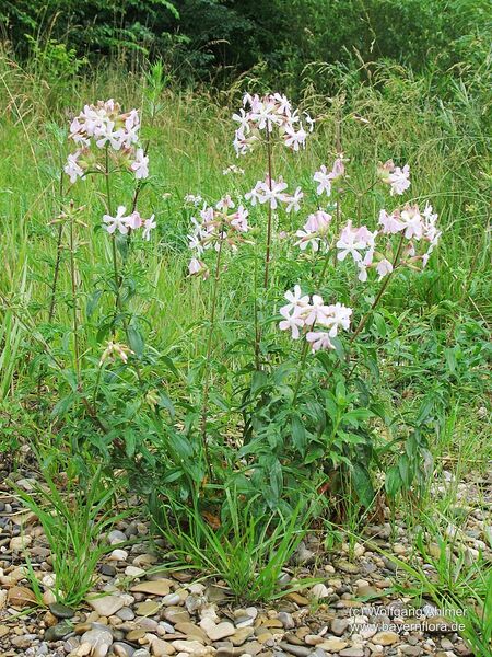 Datei:Saponaria-officinalis Ahlmer-1 BIB.jpg
