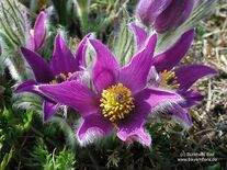 Pulsatilla vulgaris Mill. s.l.