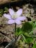 Hepatica nobilis Schreb.