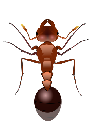 Datei:Red ant.svg