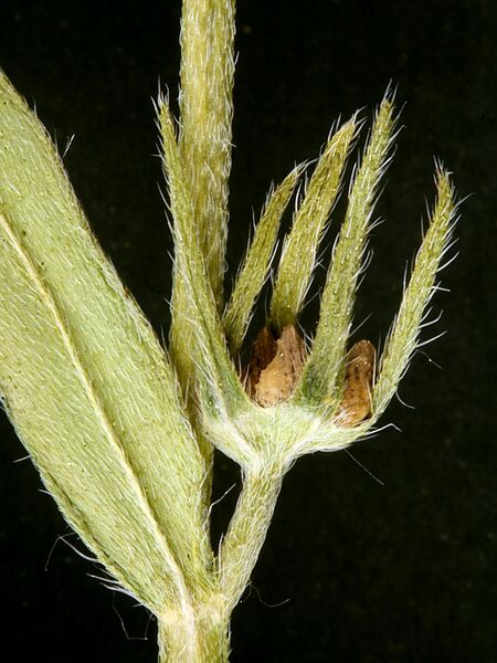 Datei:Buglossoides-arvensis Otto-1 BIB.jpg