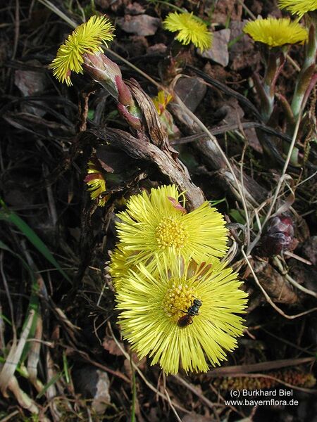 Datei:Tussilago-farfara Biel-1 BIB.jpg
