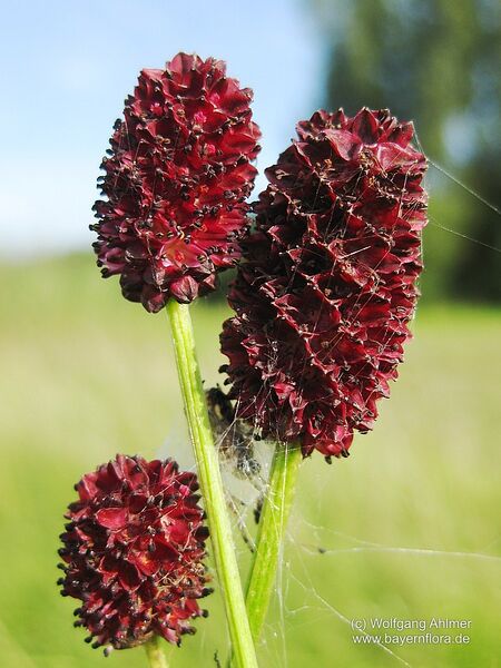 Datei:Sanguisorba-officinalis Ahlmer-1 BIB.jpg