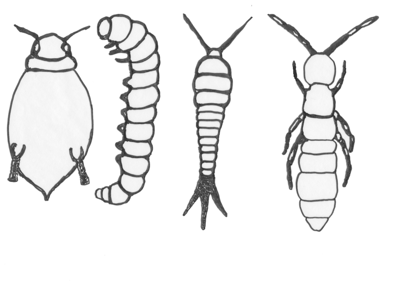 Datei:Insekten1 01122009 Fluegellose.png