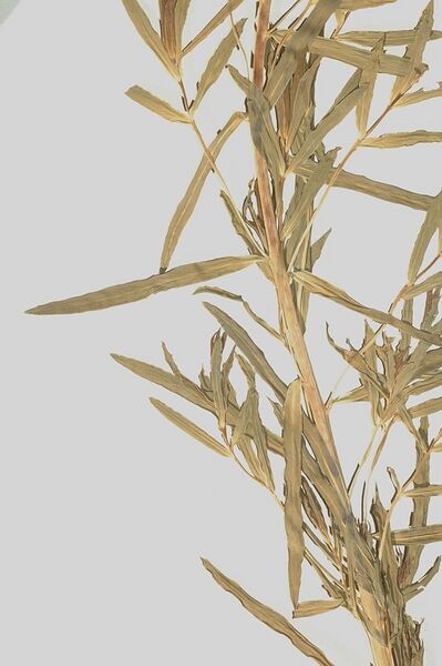 Datei:Euphorbia-saratoi Meierott-1 BIB.jpg