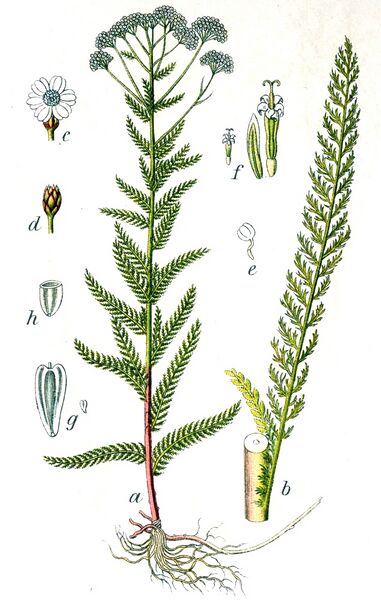 Datei:Achillea millefolium Sturm13039.jpg