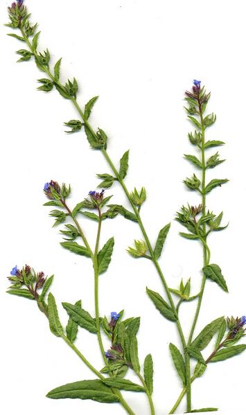 Datei:Anchusa-orientalis Meierott-1 BIB.jpg