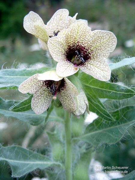 Datei:Hyoscyamus-niger Scheuerer-1 BIB.jpg