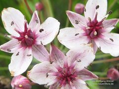 Butomus umbellatus L.