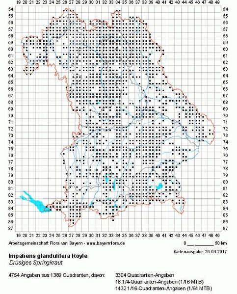 Datei:Impatiens glandulifera BK ohne.jpg