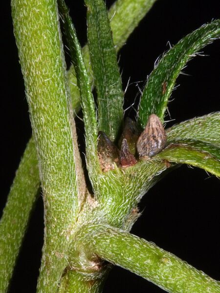 Datei:Buglossoides-incrassata Otto-1 BIB.jpg