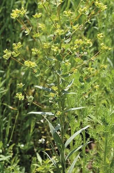Datei:Euphorbia-virgata Meierott-2 BIB.jpg