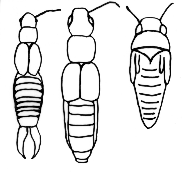 Datei:InsektenKurzfluegel 1.png