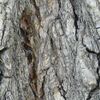 Puzzel zur Zwerg-Ulme