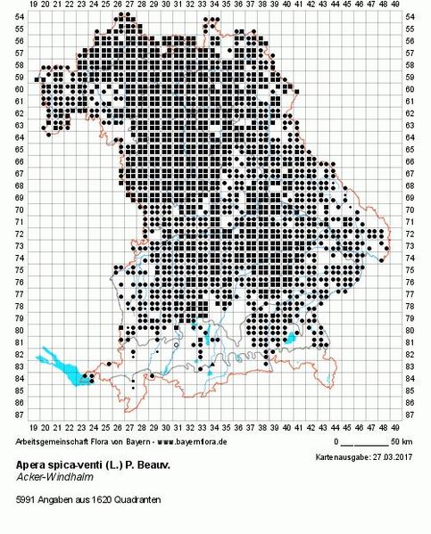 Datei:Apera spicata venti BK ohne.jpg