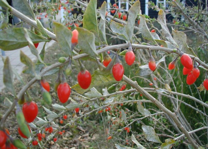 Datei:Lycium-barbarum-fruits.JPG