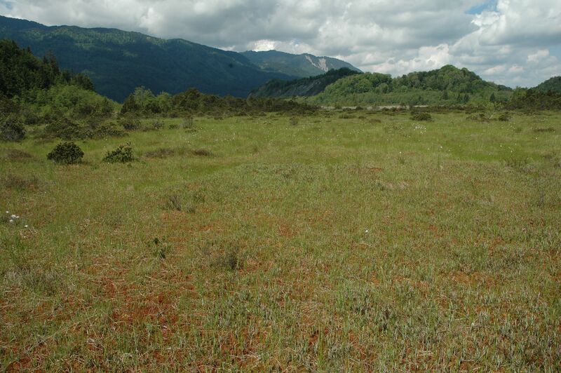 Datei:Hochmoor 060607 18 425640.jpg