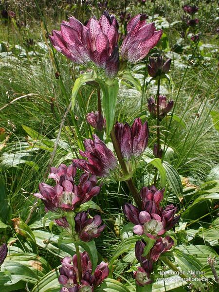 Datei:Gentiana pannonica BFL.jpg